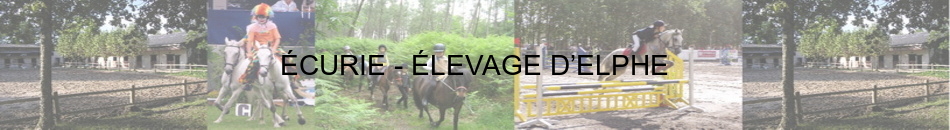 ÉCURIE - ÉLEVAGE D’ELPHE